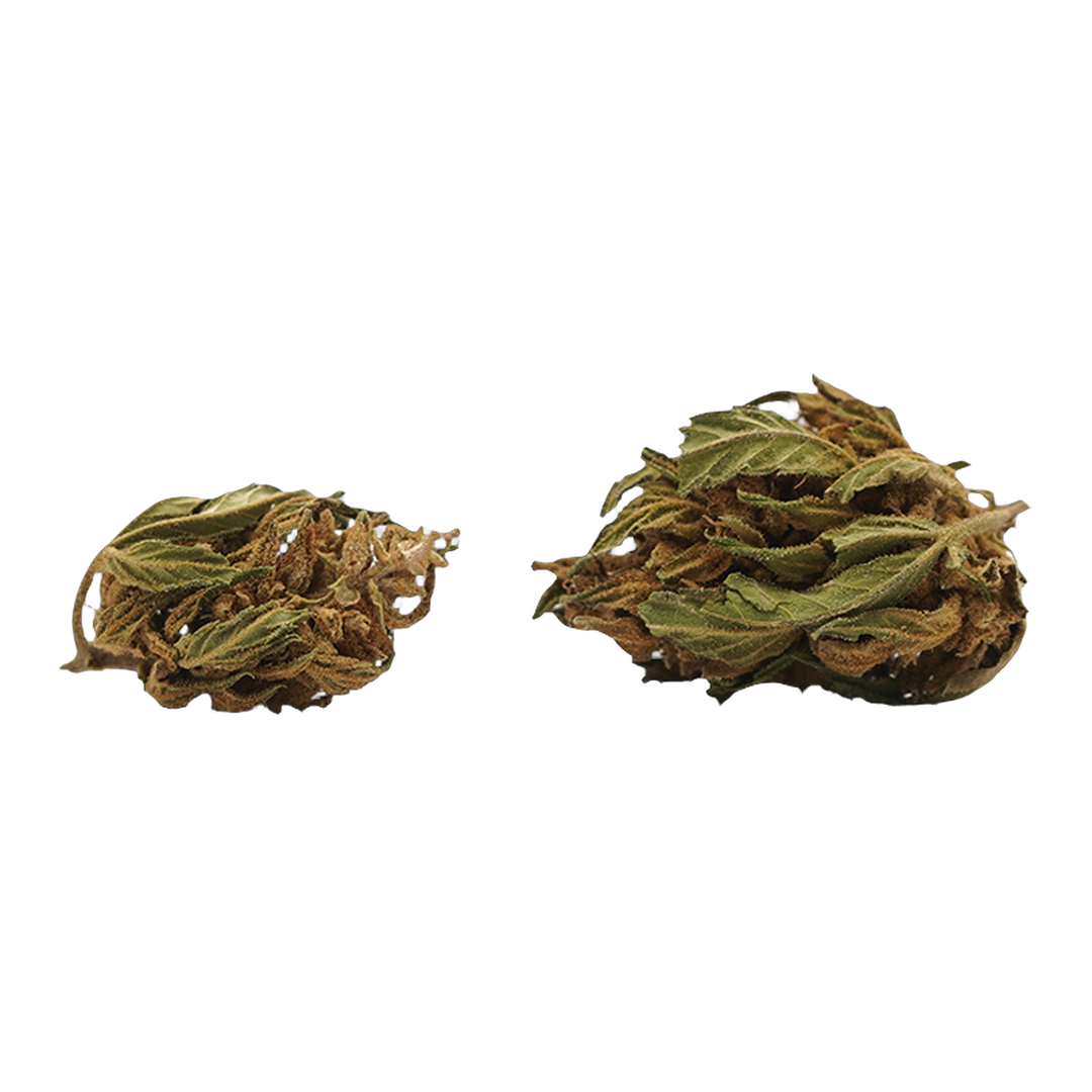 Banana CBG Small Buds